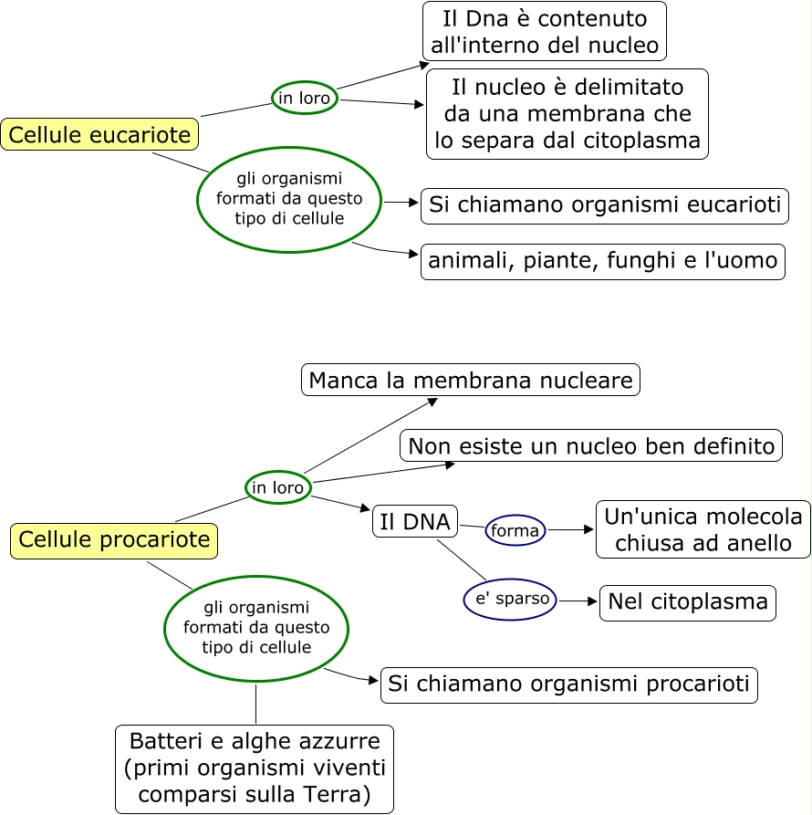 eucarioti e procarioti